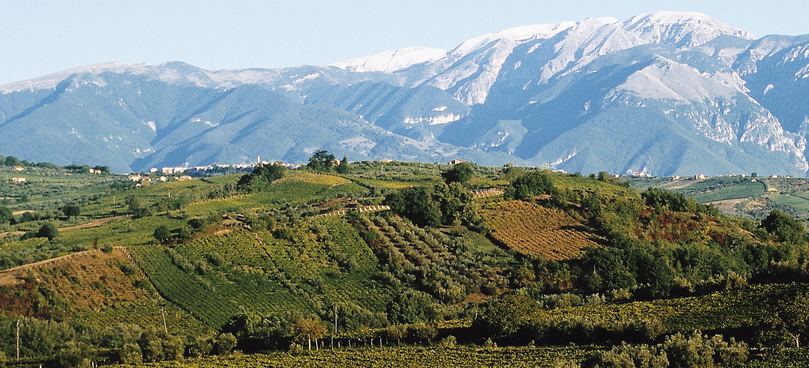 «Cantina Tollo» Weinlandschaft in den Abruzzen
