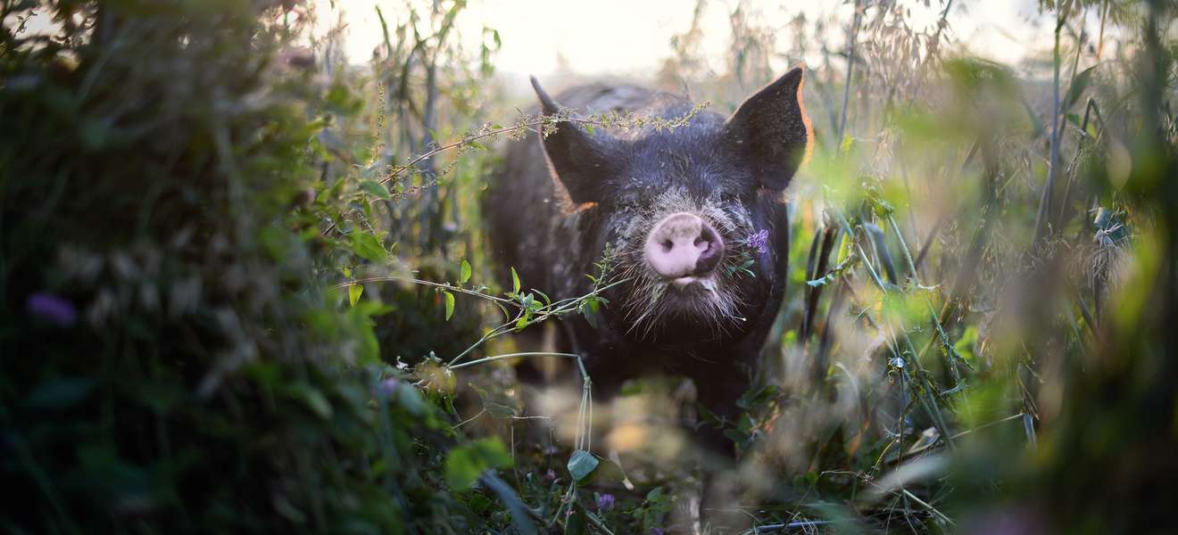 Berkshire-Schwein
