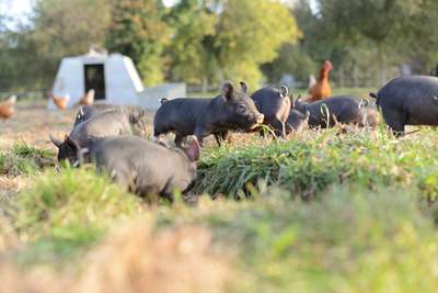 Viel Platz, um sich auszutoben: Bei Fabio Müller können die Schweine satte 2,5 Hektaren nach Belieben umgraben – eine ihrer Lieblingsbeschäftigungen.