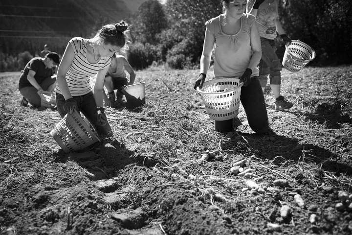 Ein Grossteil der Bergkartoffeln wird von Hand gepflanzt, gepflegt und auch geerntet. Viele helfende Hände sind vonnöten