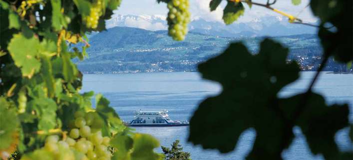 Blick durch Weinreben auf den Zürichsee