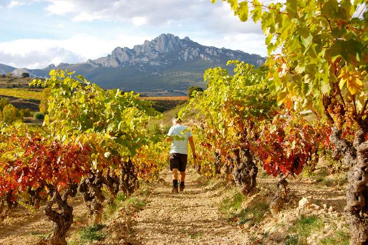 Auf nur fünf Hektaren Rebfläche baut David Sampredo Gil seinen Wein an.