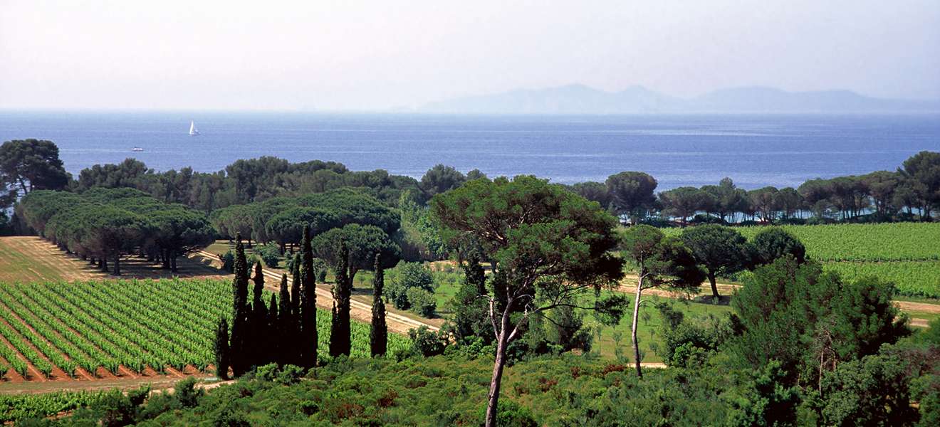 Blaues Wasser und grüne Reben:  Die Provence verfügt über Weinberge in Sichtweite des Meers.