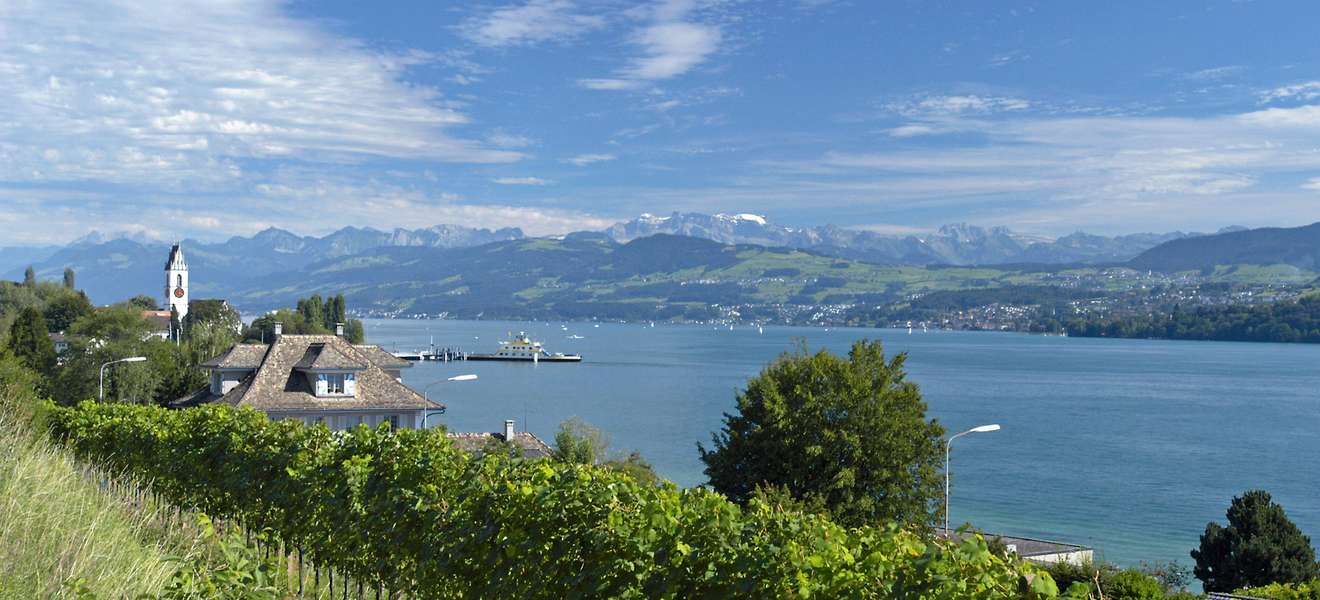 In der Seehalde der Familie Schwarzenbach wachsen die Trauben für den schönsten Räuschling am Zürichsee.