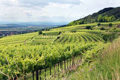 Das Traisental, in der Nähe von St. Pölten, ist eine Weinbauregion mit großer Tradition.