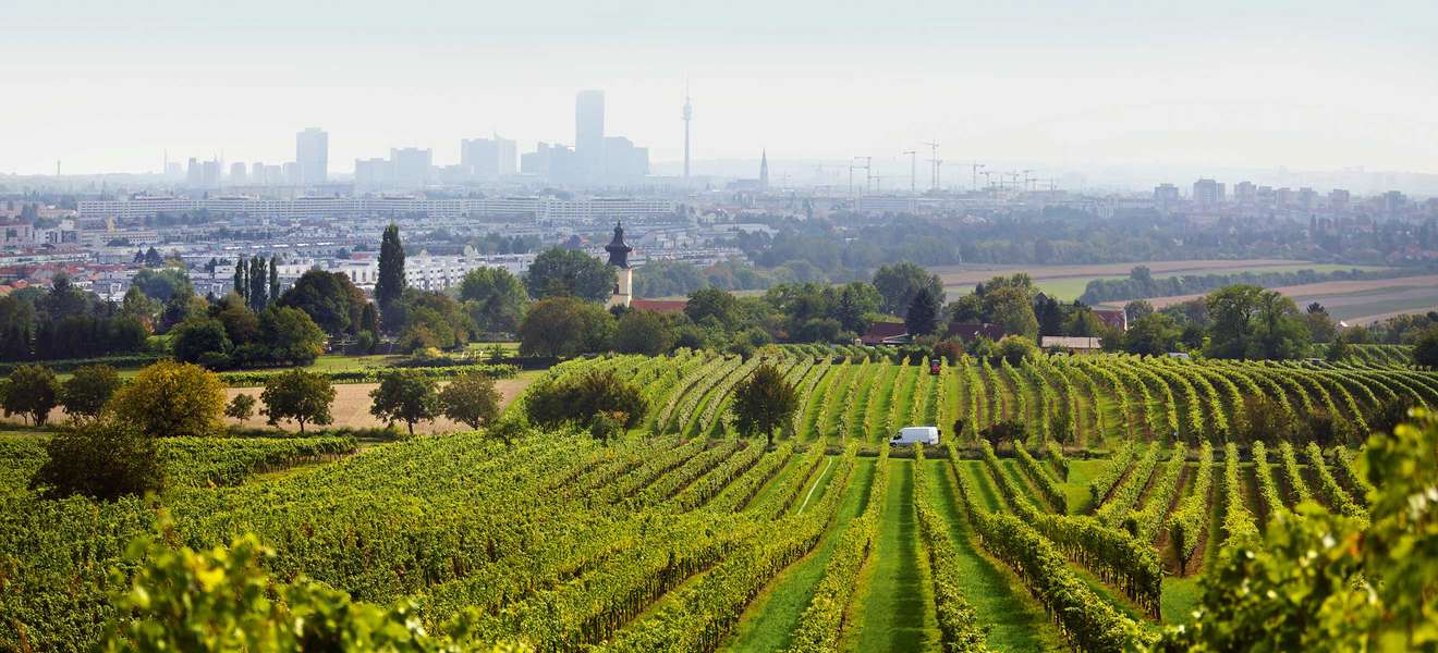 Wien zu Füssen: Blick vom Bisamberg über die Weingärten von Stammersdorf.