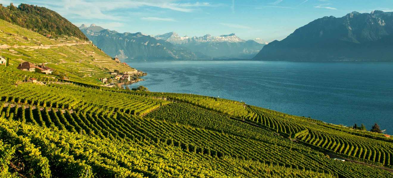 Das Lavaux am Genfersee zählt zu den schönsten Weinregionen der Schweiz.