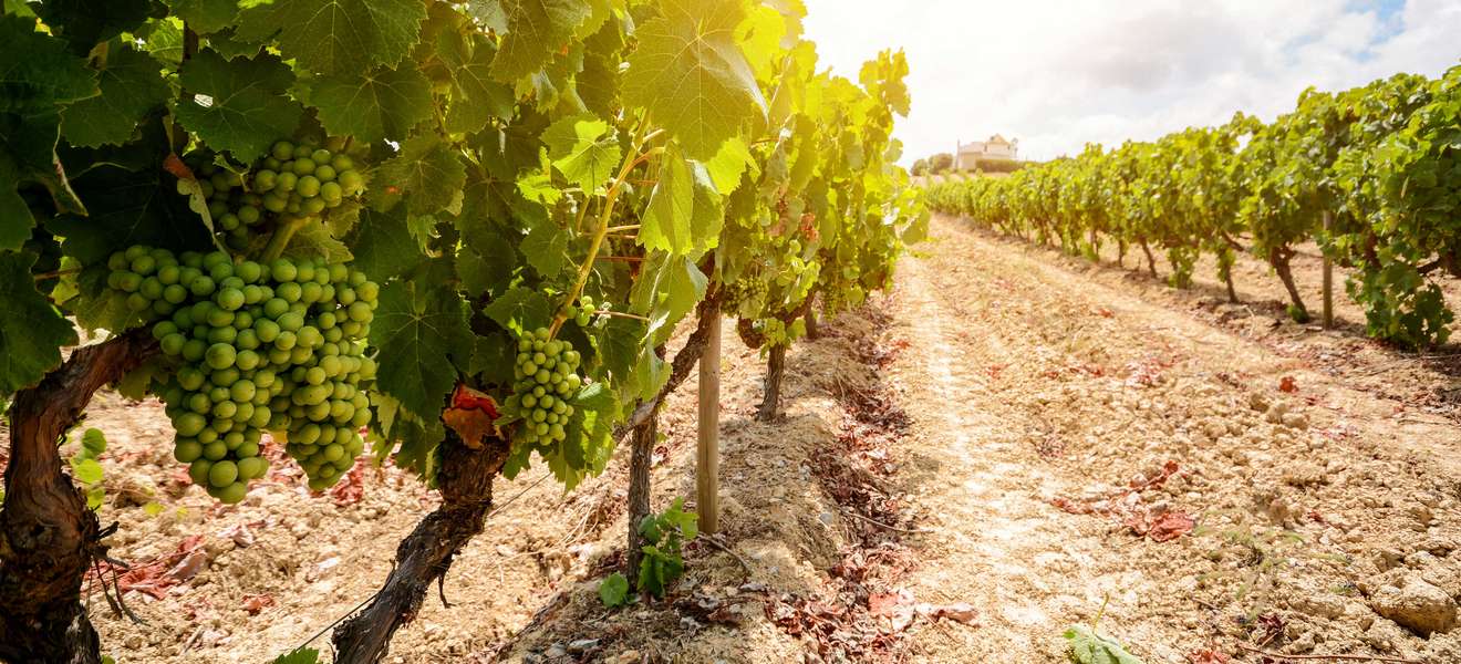 Alte Weinberge im Weingebiet Alentejo
