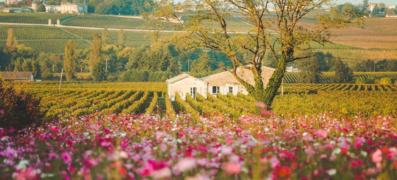 Saint-Émilion bringt nicht nur grossartige Weine hervor, 1999 wurde das Gebiet auch zum UNESCO zum Weltkulturerbe ernannt.
