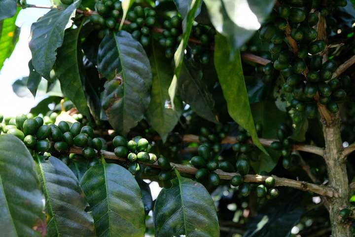 Grüne Kaffeekirschen sind noch nicht reif. Bei der «Hand-Picking»-Methode bekommen sie die Zeit, die sie benötigen.