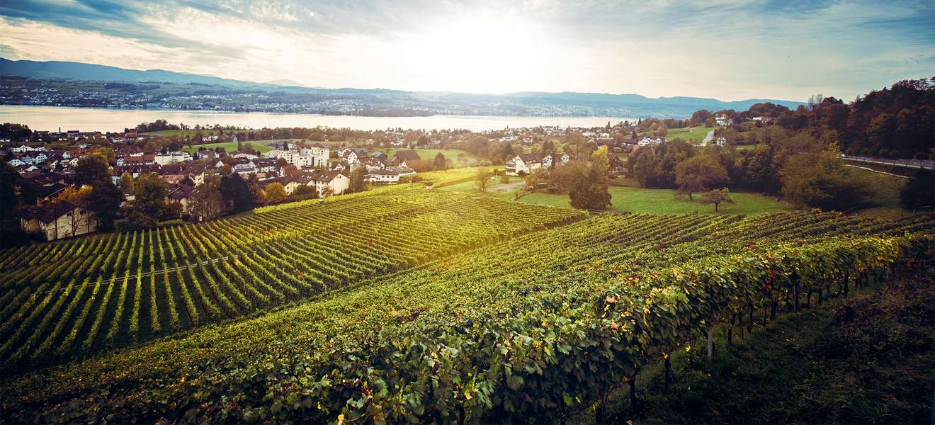 Der Kanton Zürich und die Stadt Zürich sind berühmt für ihren Wein. Erich Meiers Weingut in Uetikon am See  zählt zu den renommiertesten Weingütern der Region. 