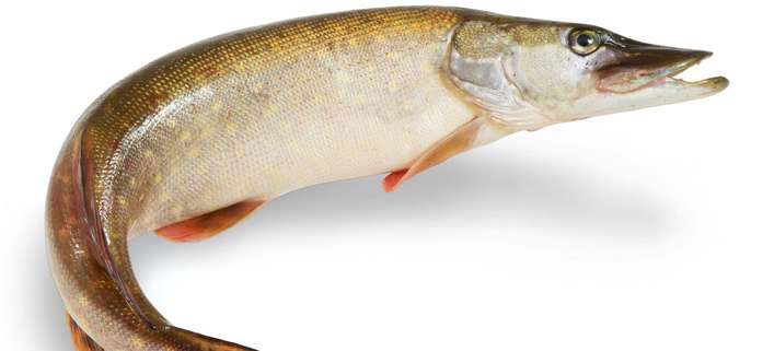 Einer der tollsten Fische des Süßwassers: der Hecht