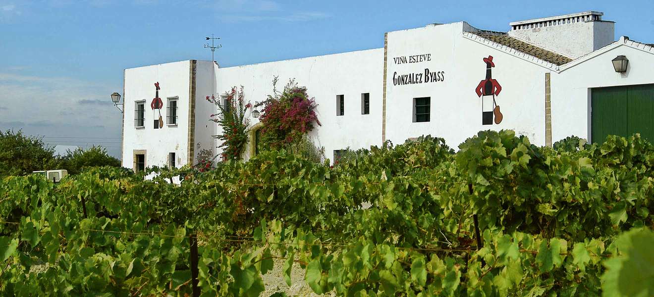 González Byass besitzt 800 Hektaren in Jerez. Die Viña Esteve verfügt über Weingärten mit Pedro-Ximénez-Reben.
