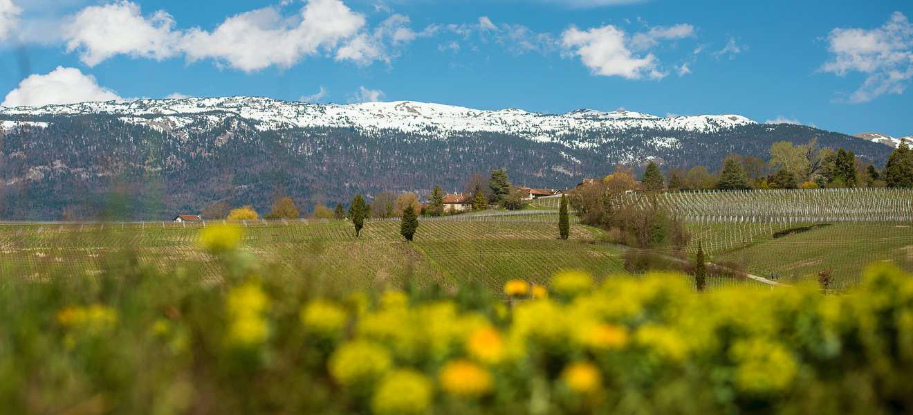 Satigny liegt direkt hinter der Stadt Genf. Soweit das Auge reicht, entfalten sich vor der Kulisse der Jurakette die Weinberge.