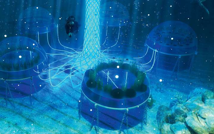 Im Projekt «Nemo’s ­Garden» wächst Gemüse in mit Luft befüllten Ballons unter ­Wasser heran.