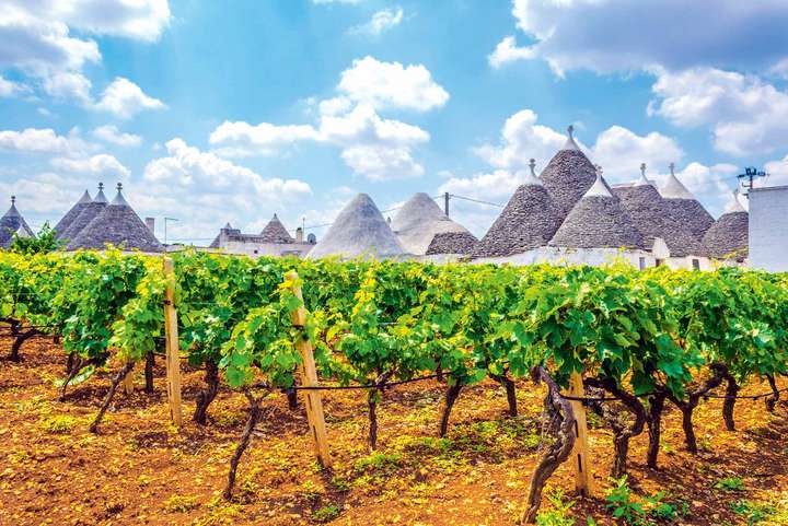 Weinbau spielt in Apulien eine grosse Rolle: Wichtigste Sorte ist der rote Primitivo, der in den USA als Zinfandel angebaut wird.