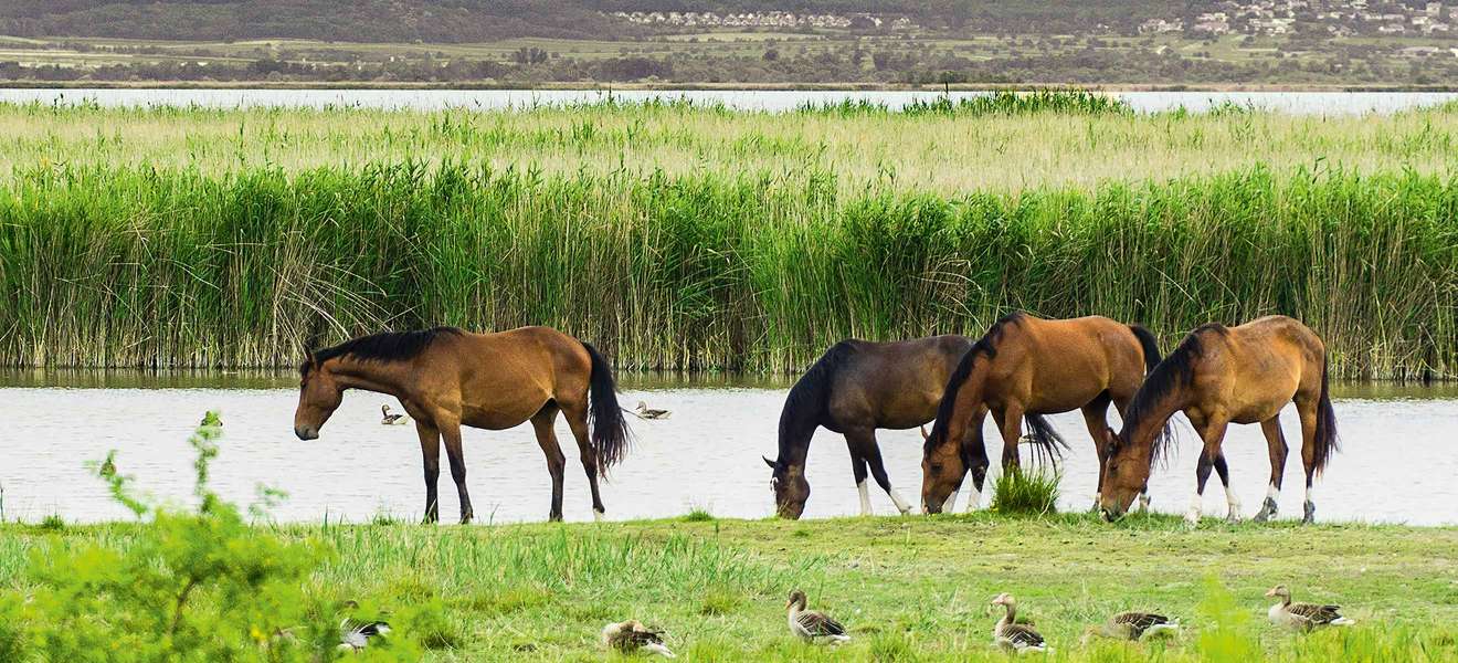 Der Nationalpark Neusiedler See – Seewinkel ist die Heimat vieler verschiedener Tiere. Neben Pferden und Enten leben hier auch 350 Vogelarten.