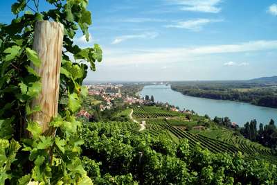 Blick über die Ried Altenburg auf die ­Weinstadt Stein an der Donau im Kremstal.