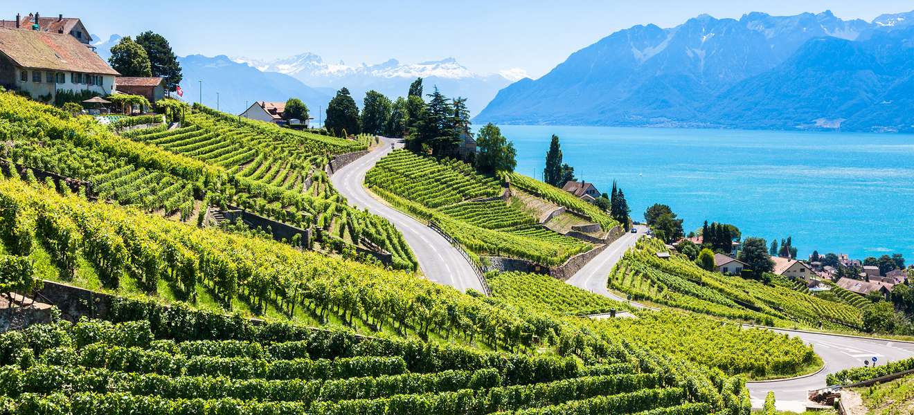 Die Weinregion Lavaux am Genfersee 