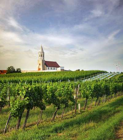 Die Weinbauregion Carnuntum mit ihren Hauptorten Göttlesbrunn und Höflein bietet dem Zweigelt beste Voraussetzungen.