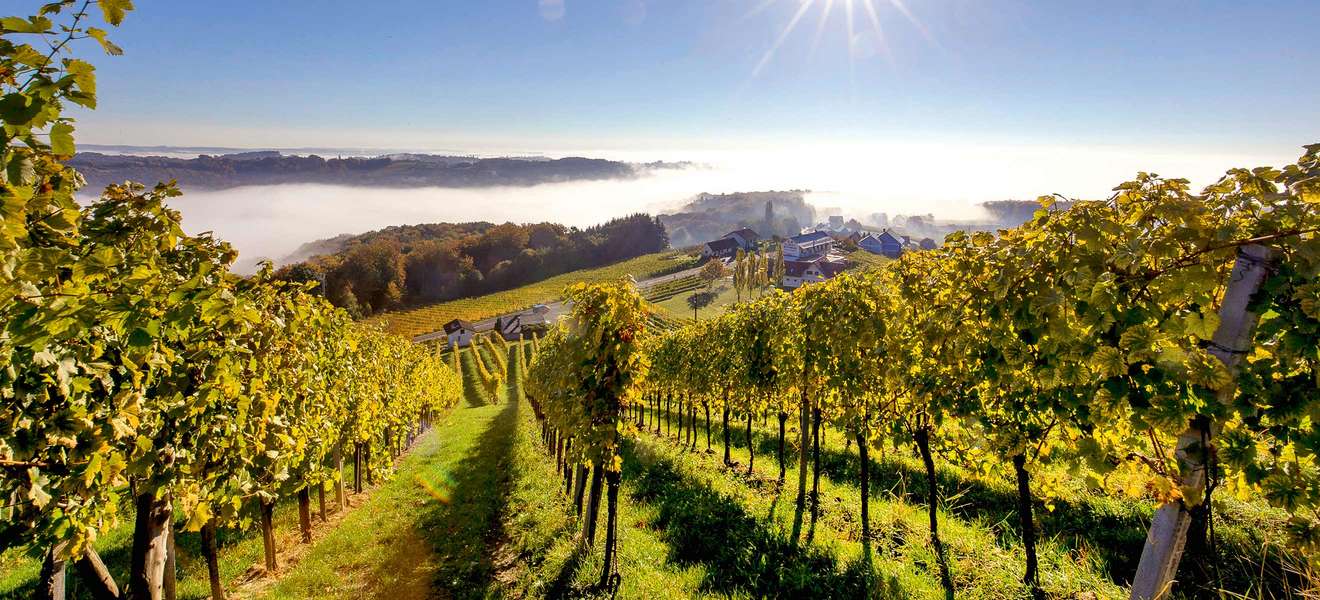 Das Weinland der Steiermark ist geprägt von seinen pittoresken Hügellandschaften mit steil angelegten Weingärten.