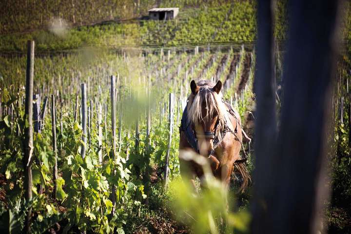 In den Weinbergen von Jaboulet haben wieder Pferde Einzug gehalten. / © Julie Rey