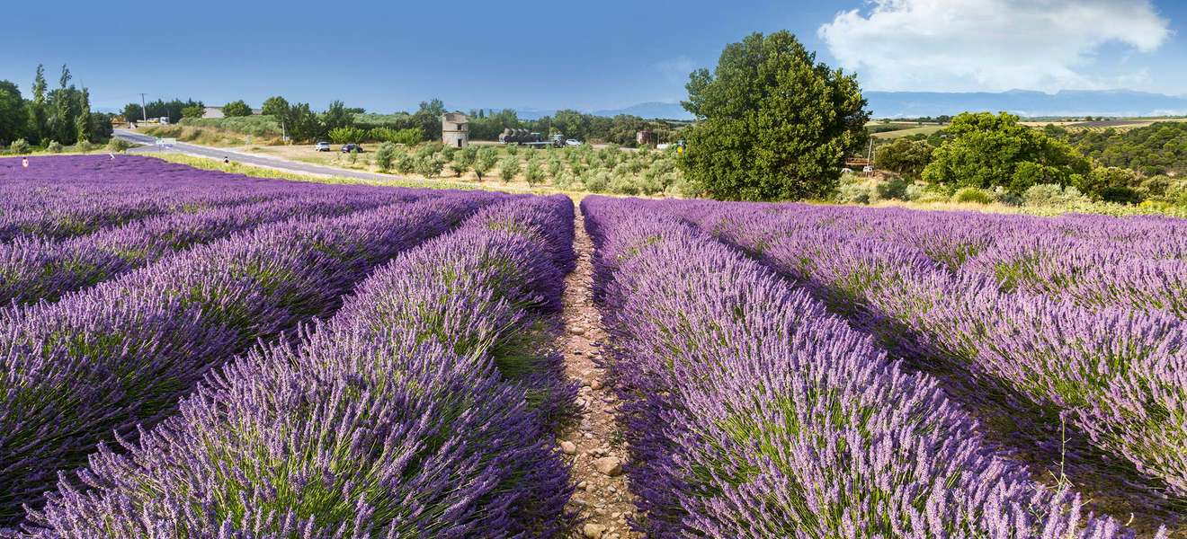 Strahlend violette Lavendel-Felder säumen den Weg durch die Provence.
