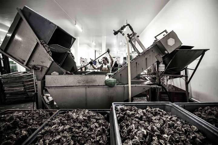 Einer der Schlüsselmomente bei der Austernproduktion: Die Gillardeaus werden automatisiert nach Grössen sortiert – von 0 (sehr gross) bis 6 (sehr klein).