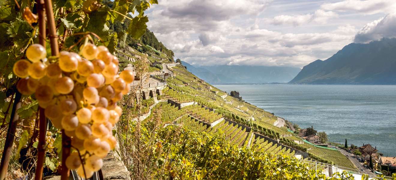 Die Weinlandschaft des Lavaux  am Genfersee gehört seit 2007 zum Weltkulturerbe der Unesco.