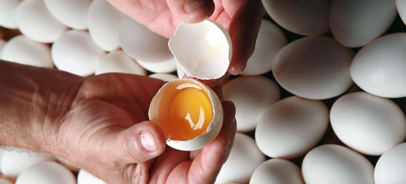 Egg Markt Sie Sucht Ihn