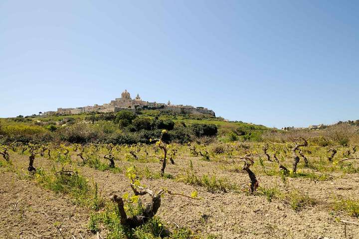 Mdina liegt am höchsten Punkt Maltas. Die hügelige Landschaft drumherum bietet gute Voraussetzungen für den Anbau von Wein.