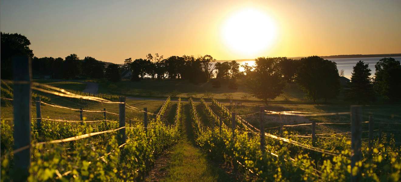 Die Trauben für komplexen, würzigen Riesling wachsen  auf dem Weingut Mari Vineyards in Michigan.