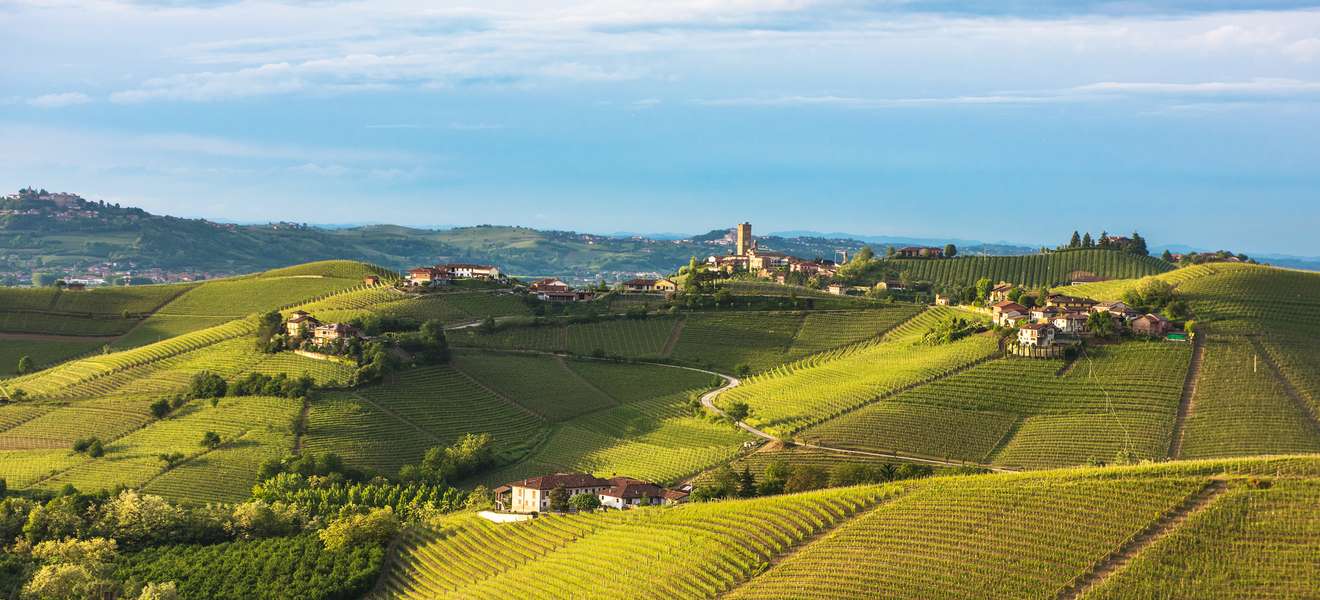 Piemont Weingärten