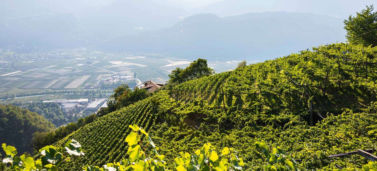Erfolgreich mit reifen Weissen: Die Terlaner Weine werden bis auf 900 Meter über Meer angebaut.
