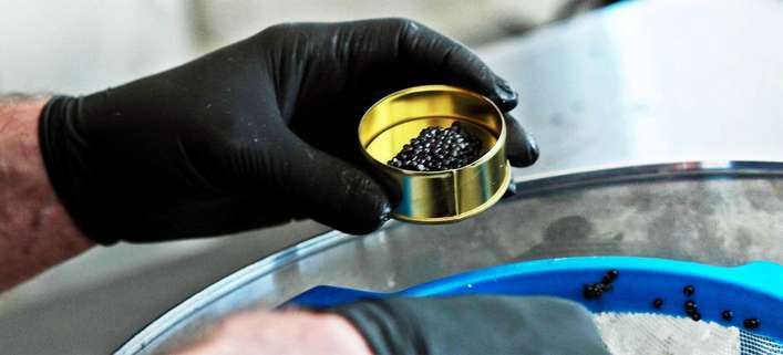 Kürzlich wurde der erste österreichisch-schweizerische Kaviar produziert.