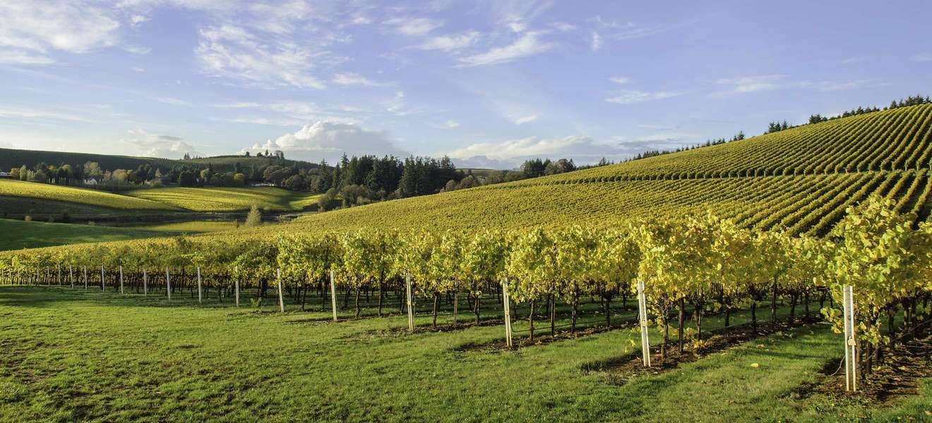 Die erworbenen Weinflächen in Oregon erstrecken sich über 35 Hektar. 