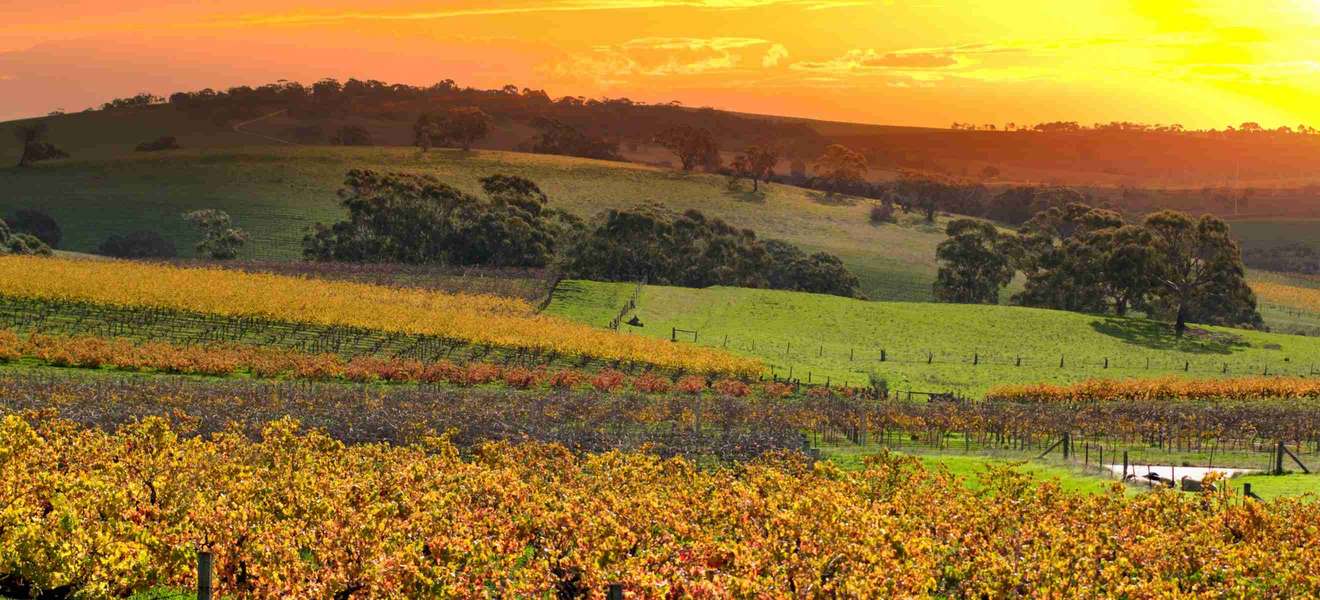 Weingärten in Süd-Australiens Barossa Valley