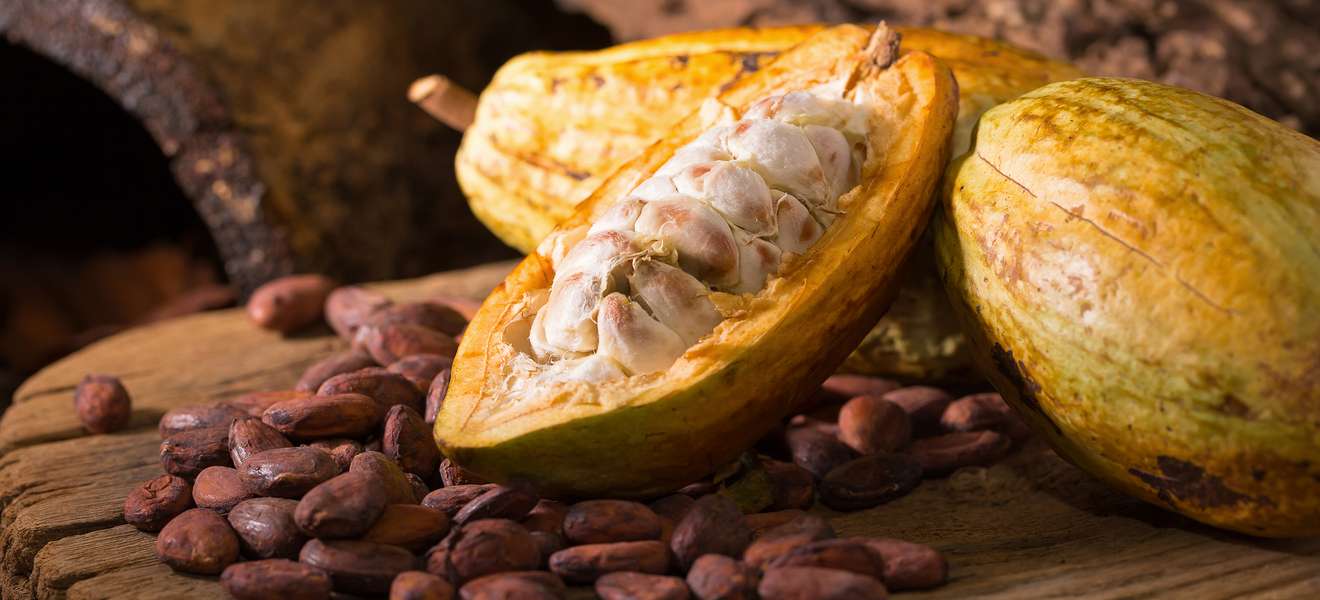 Die Früchte des Kakaobaums enthalten bis zu 50 Samen, die landläufig als Kakaobohnen bekannt sind. Geerntet wird zweimal pro Jahr.  